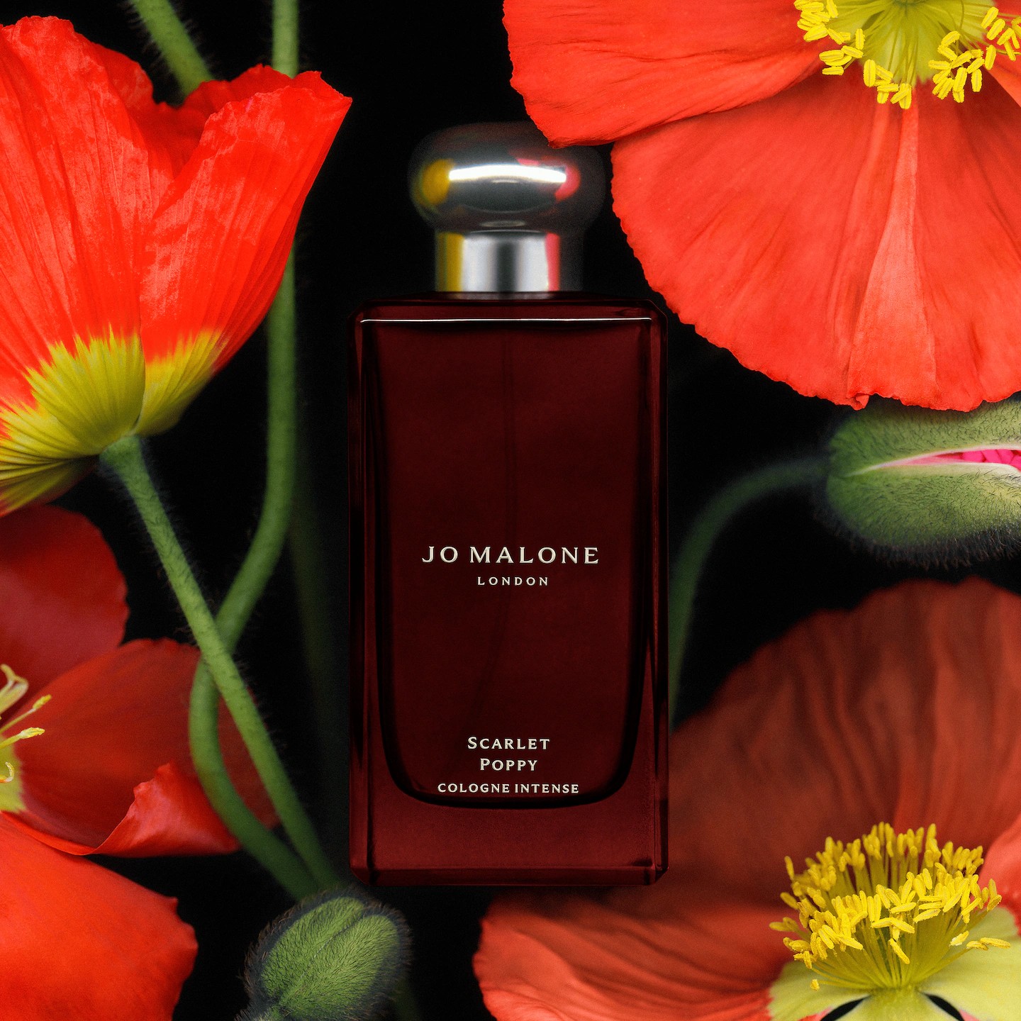 SCARLET POPPY